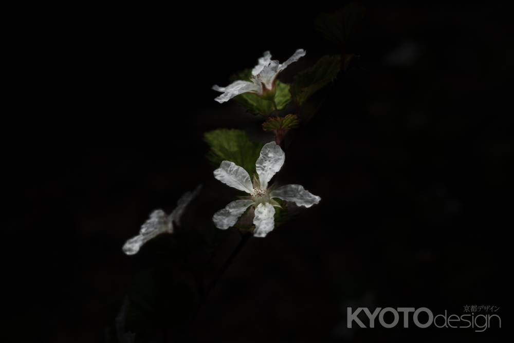 ビロードイチゴ満開