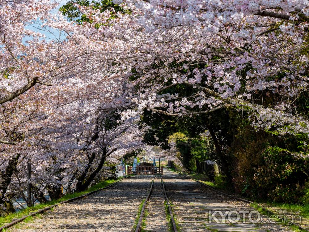 桜満開の蹴上インクライン　