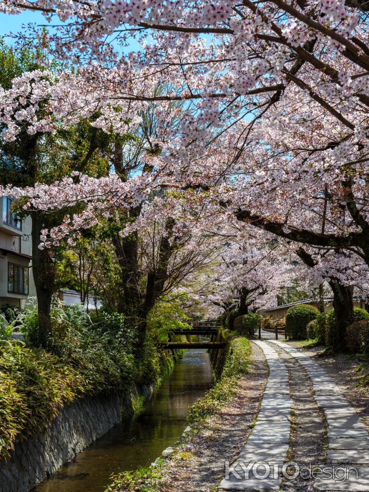 桜満開の哲学の道　