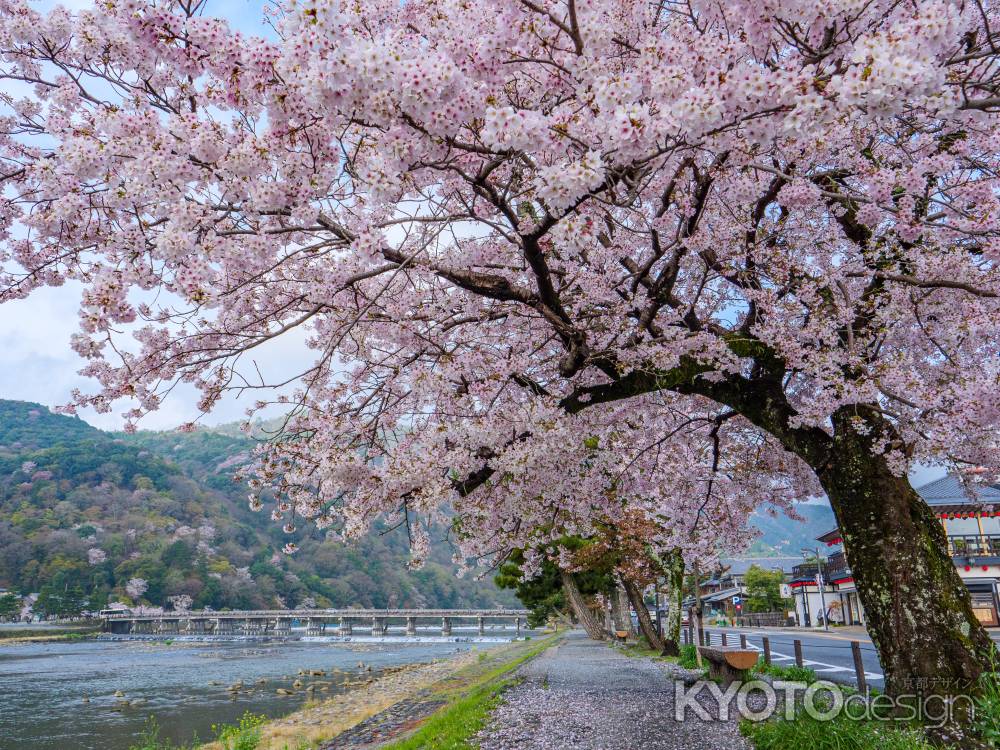 渡月橋へと続く桜トンネル