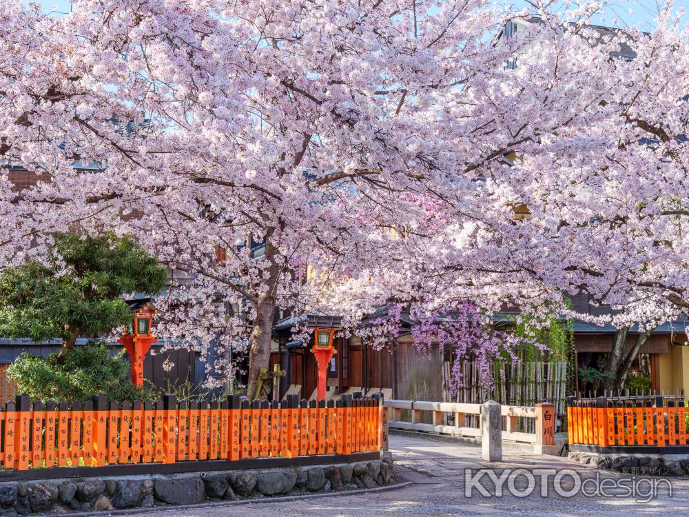 祇園白川の桜③
