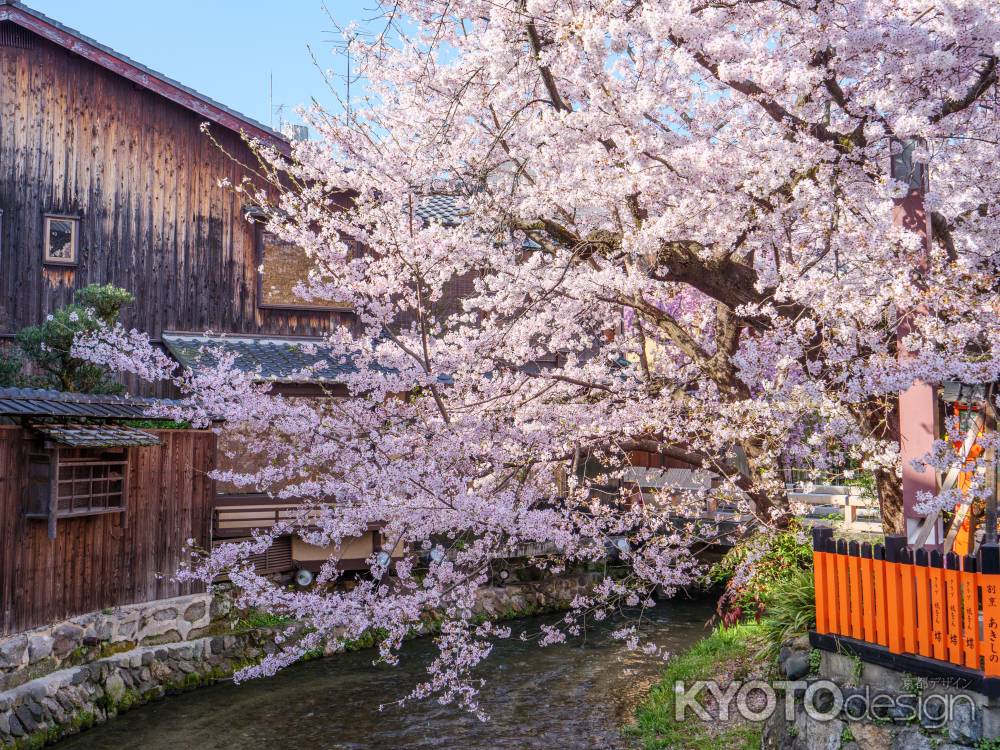 祇園白川の桜①