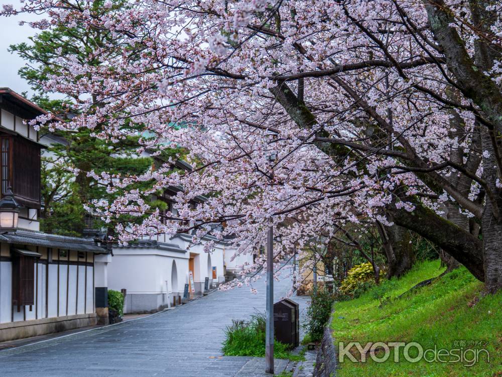 桜満開のねねの道