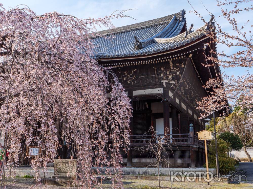 立本寺の枝垂れ桜
