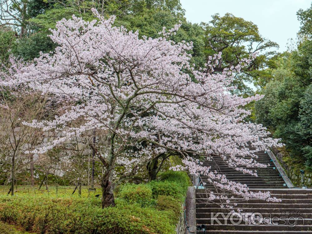 知恩院の桜①