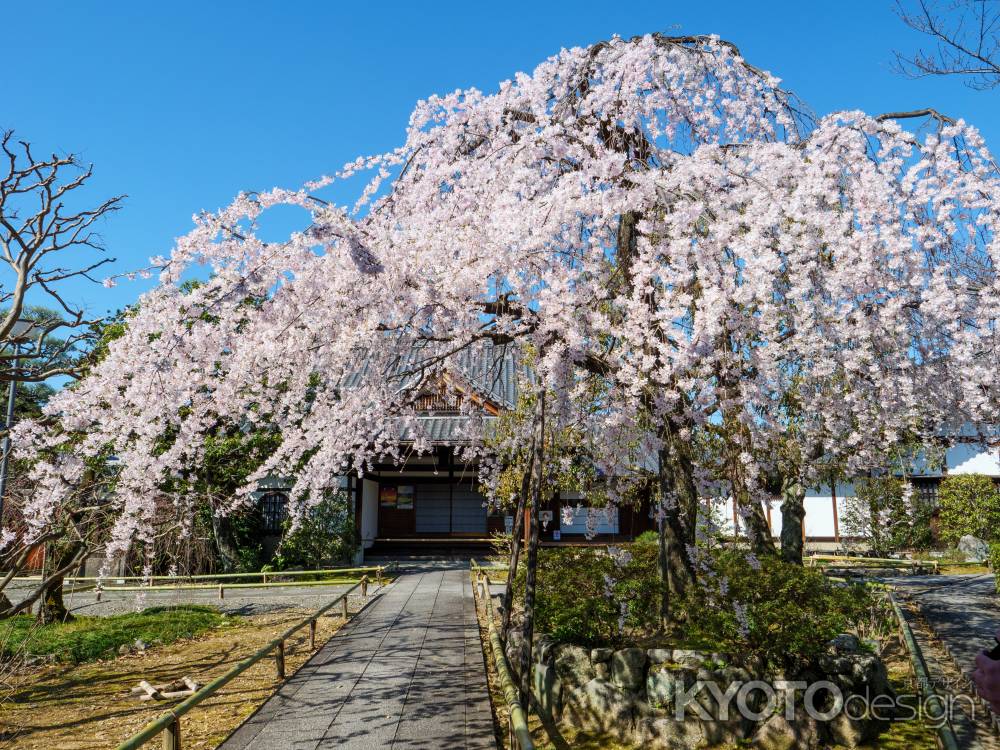 上品蓮台寺の桜　