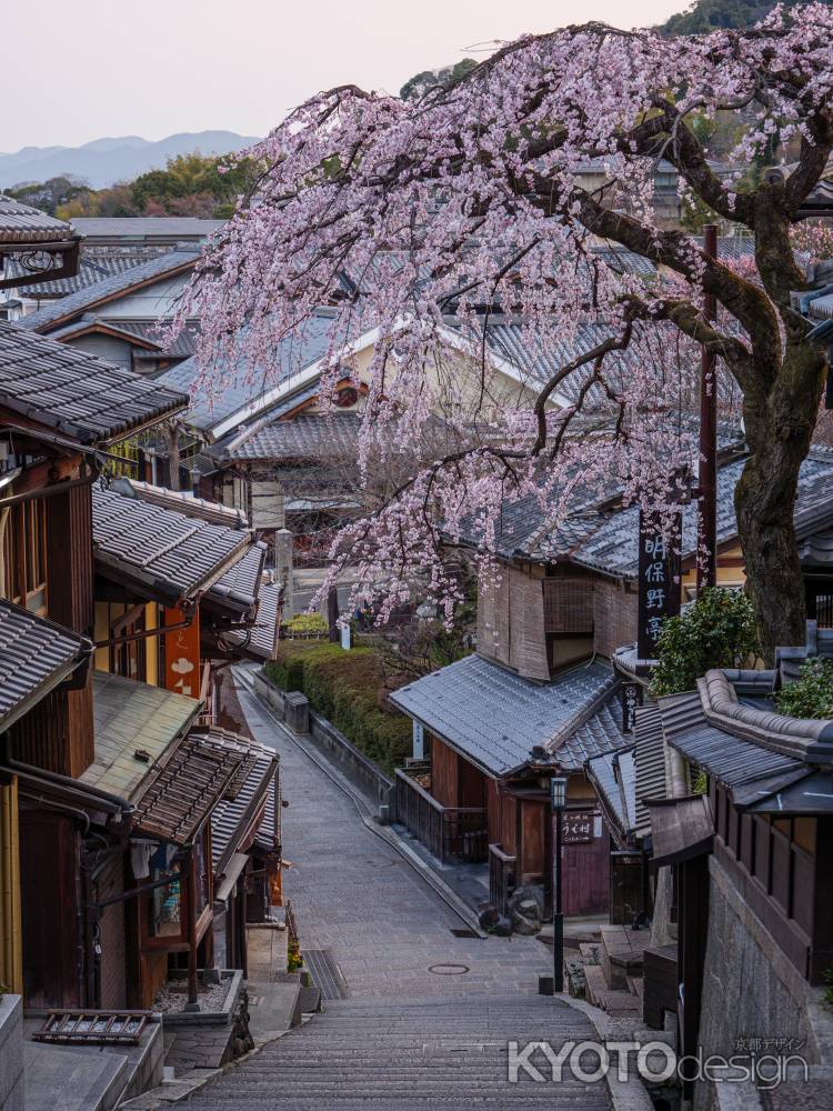 桜咲く春の産寧坂