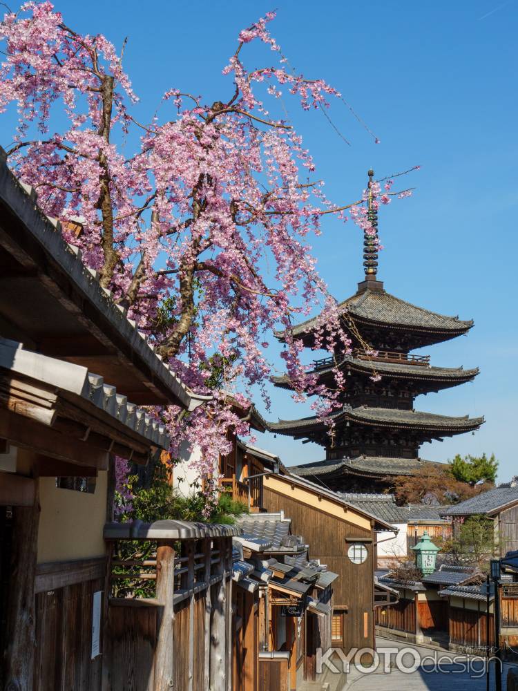 桜咲く春の八坂通