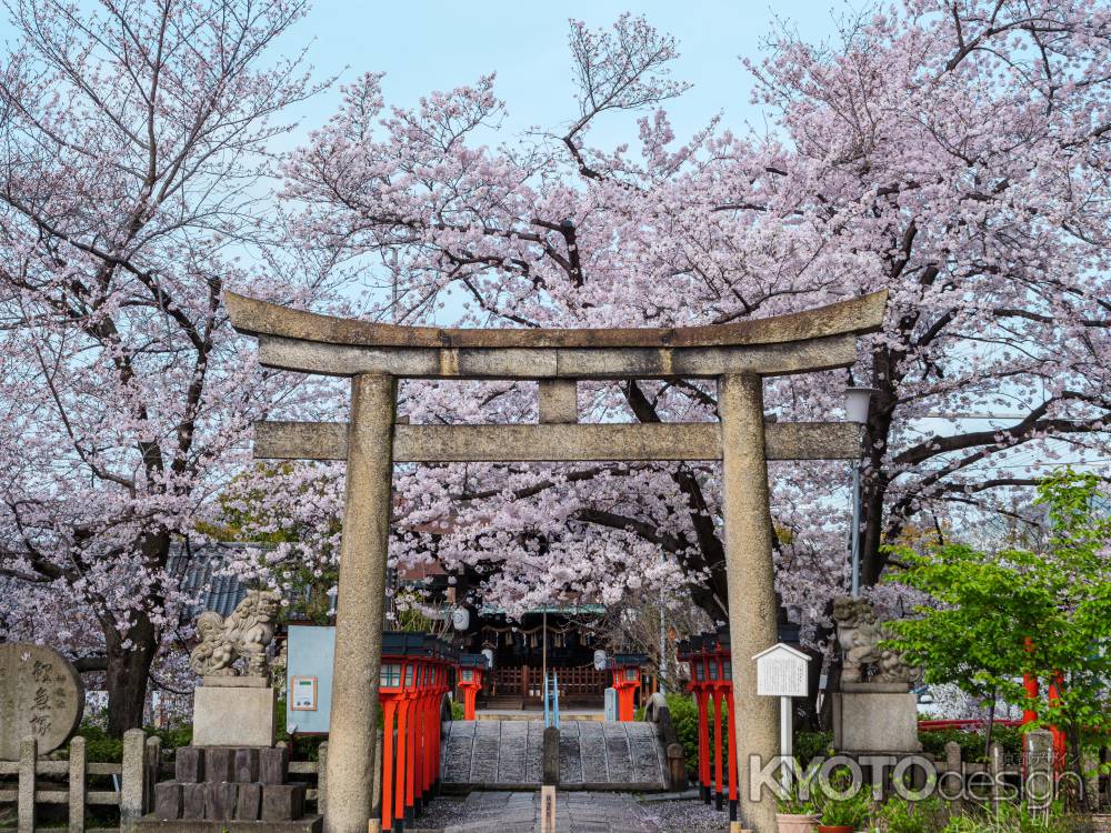 鳥居と満開の桜