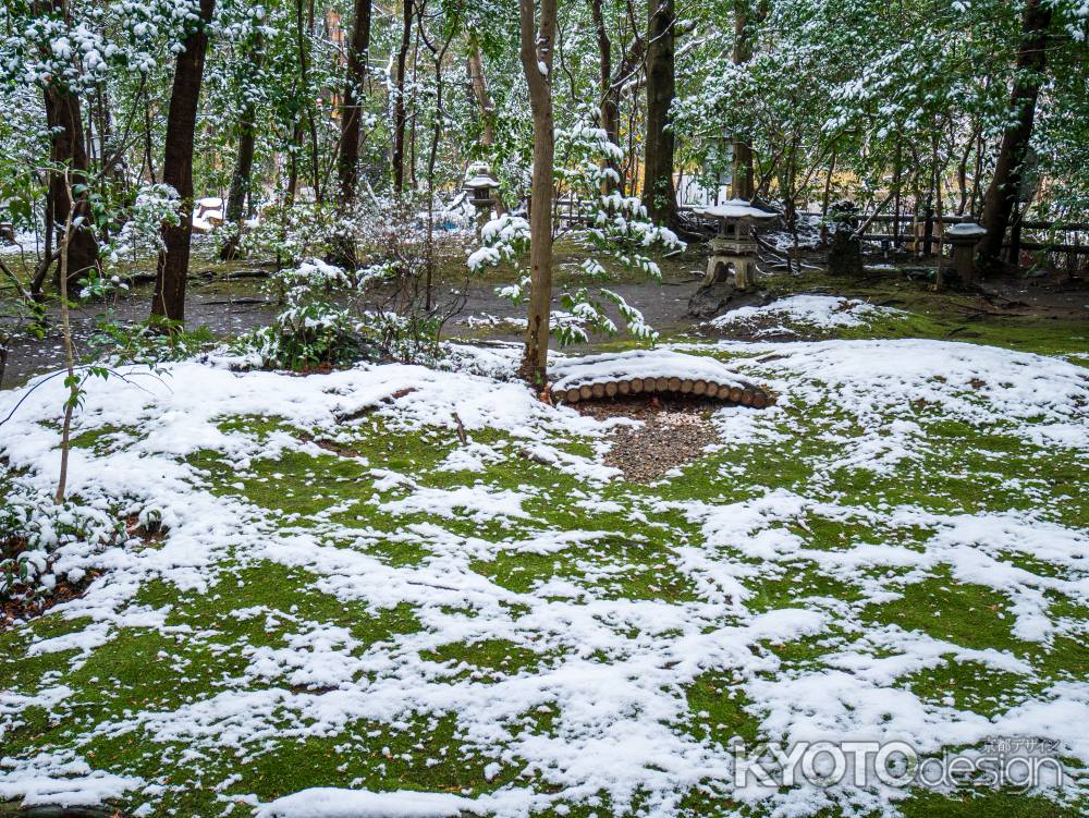 雪と苔のコラボレーション