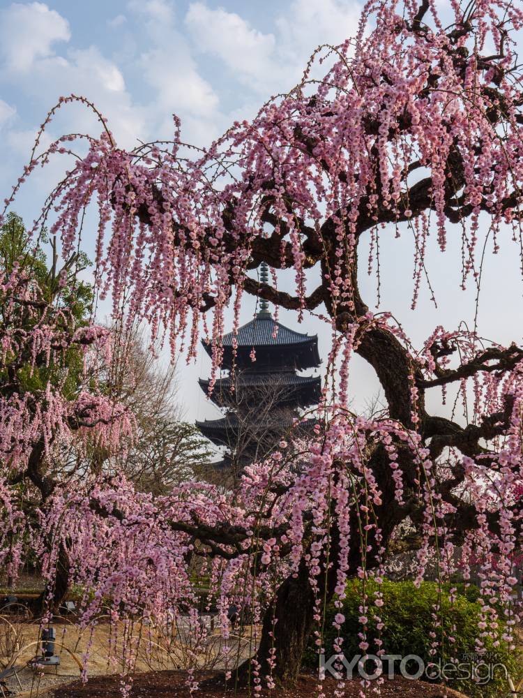東寺五重塔と枝垂れ梅➁　