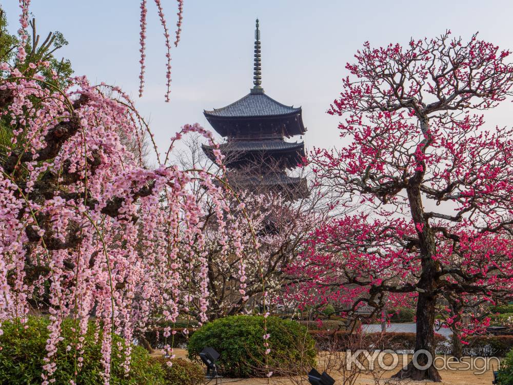 東寺五重塔と梅苑