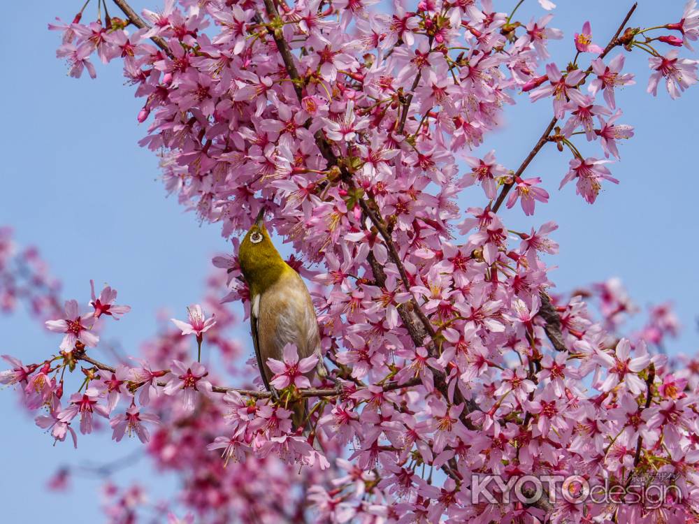 オカメ桜とメジロ　～吸蜜中～