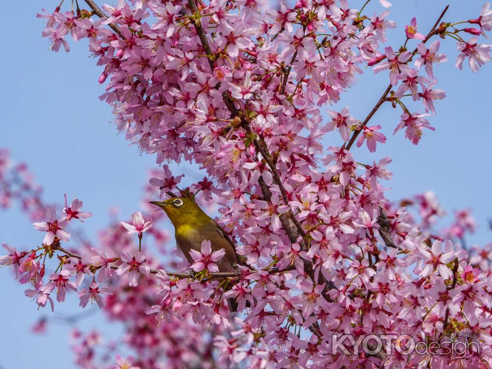 オカメ桜とメジロ