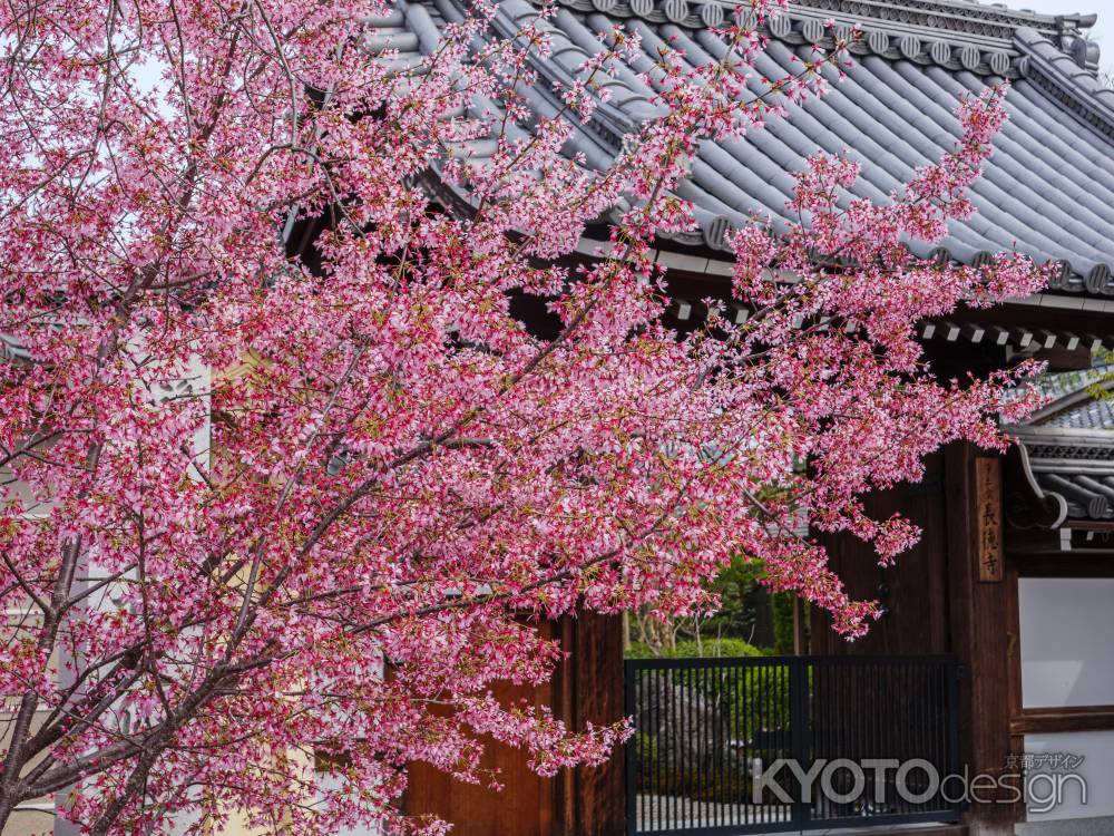 長徳寺の「オカメ桜」