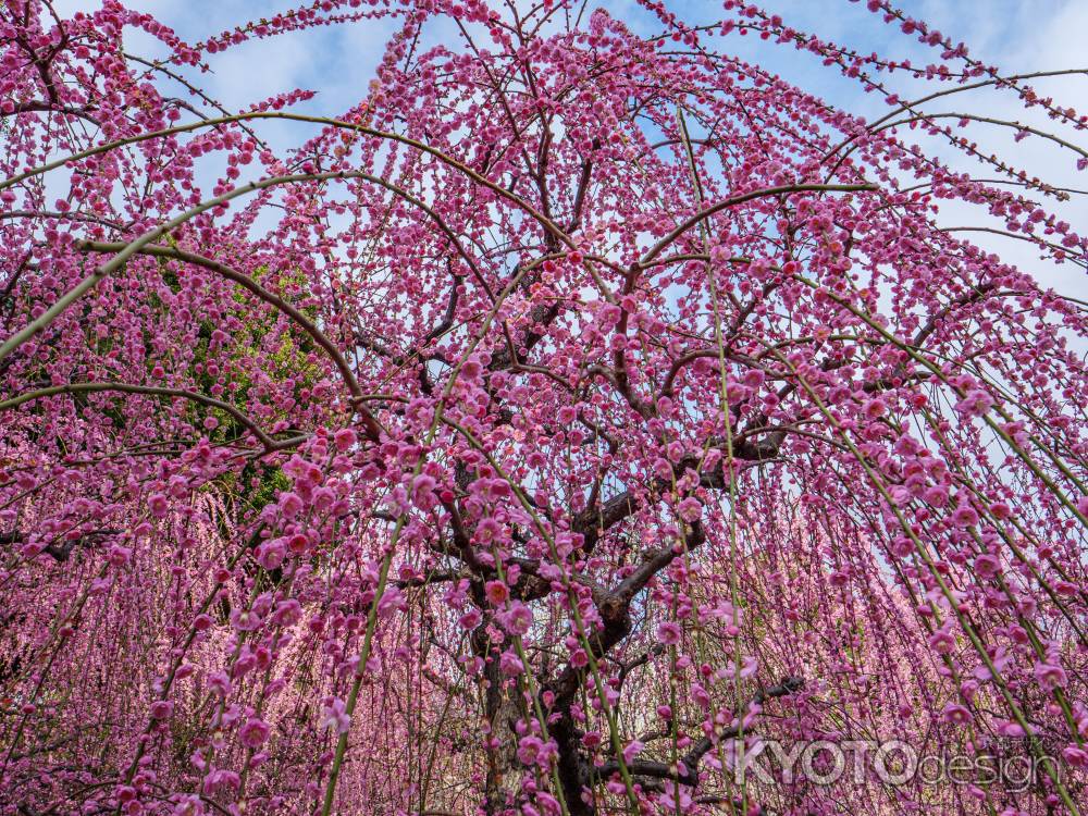 青空に映える満開の枝垂れ梅
