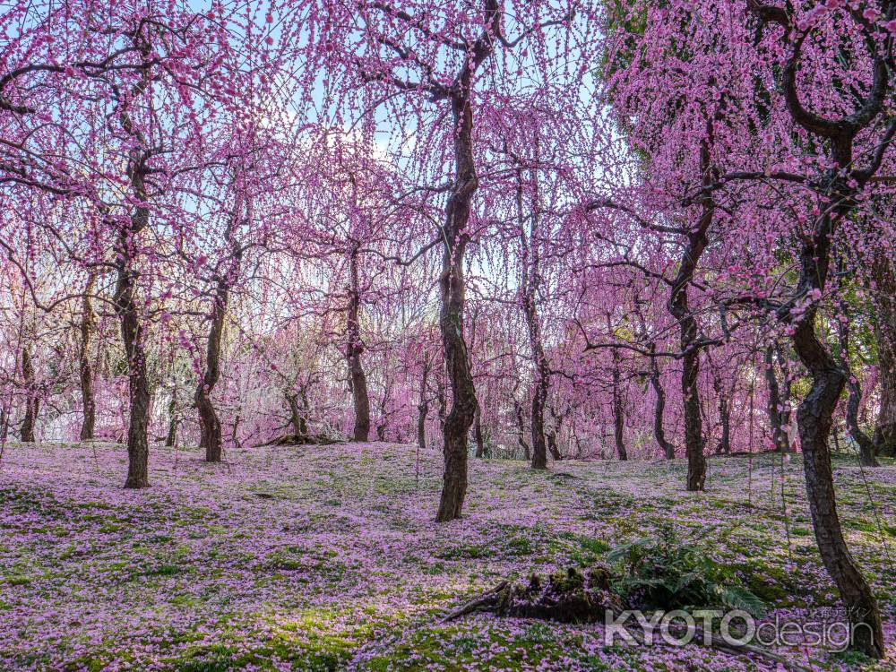 枝垂れ梅と花びら絨毯④　
