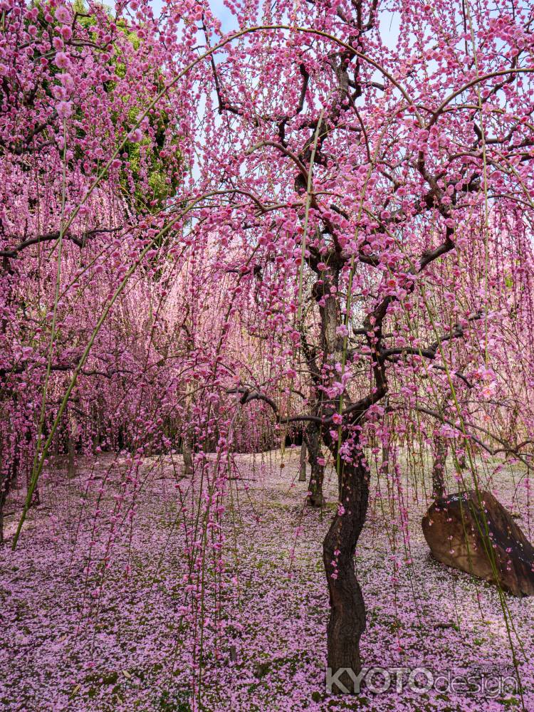 枝垂れ梅と花びら絨毯①