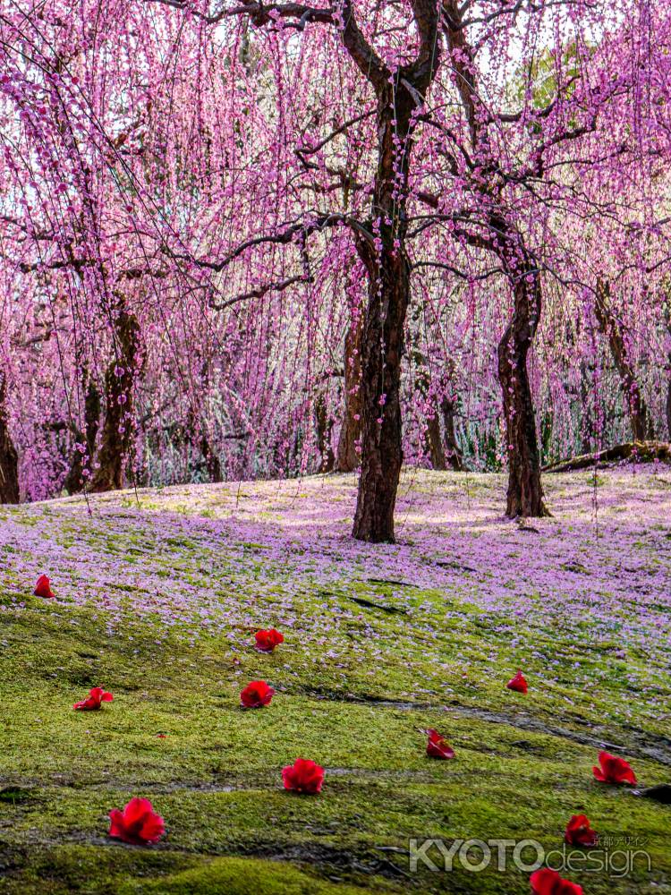 枝垂れ梅と落ち椿③
