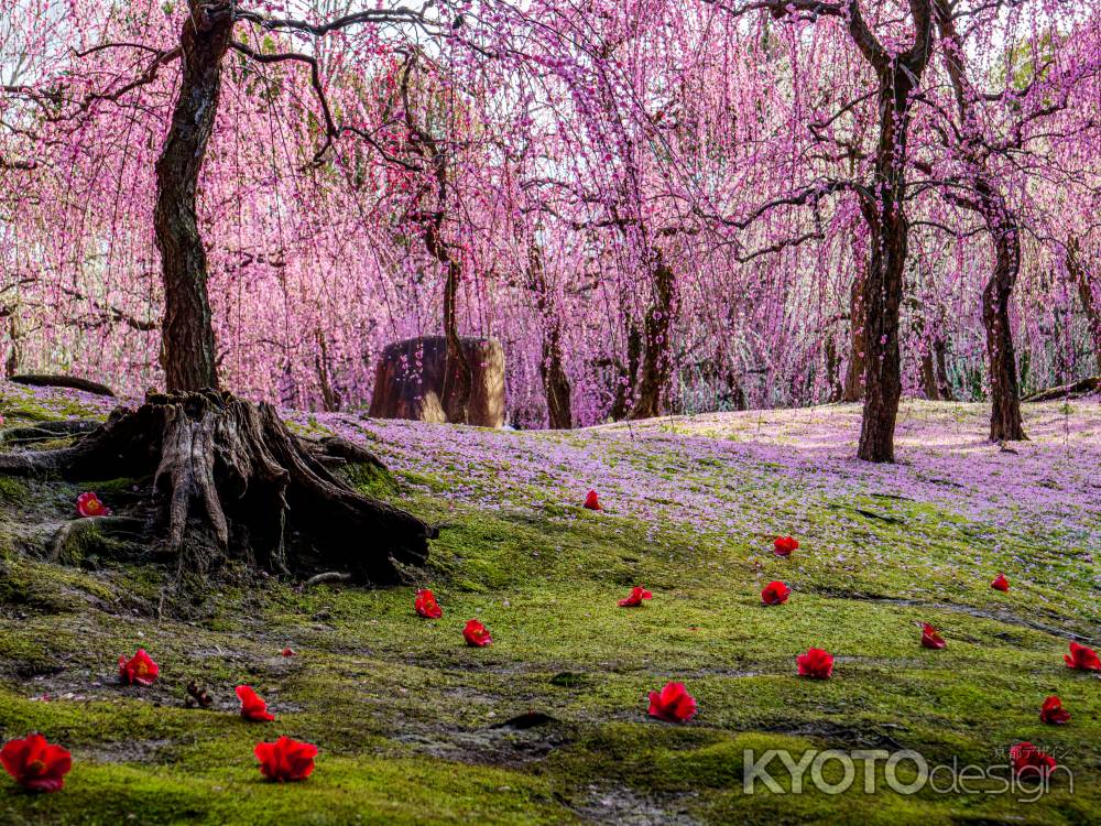 枝垂れ梅と落ち椿①