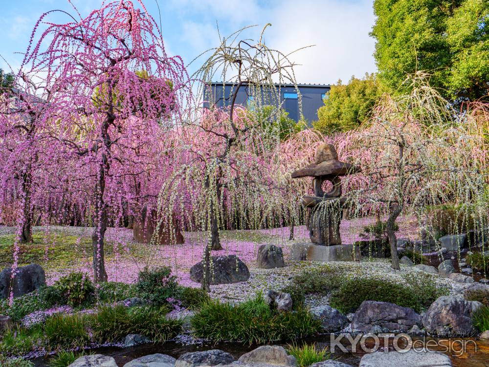 城南宮の枝垂れ梅➁