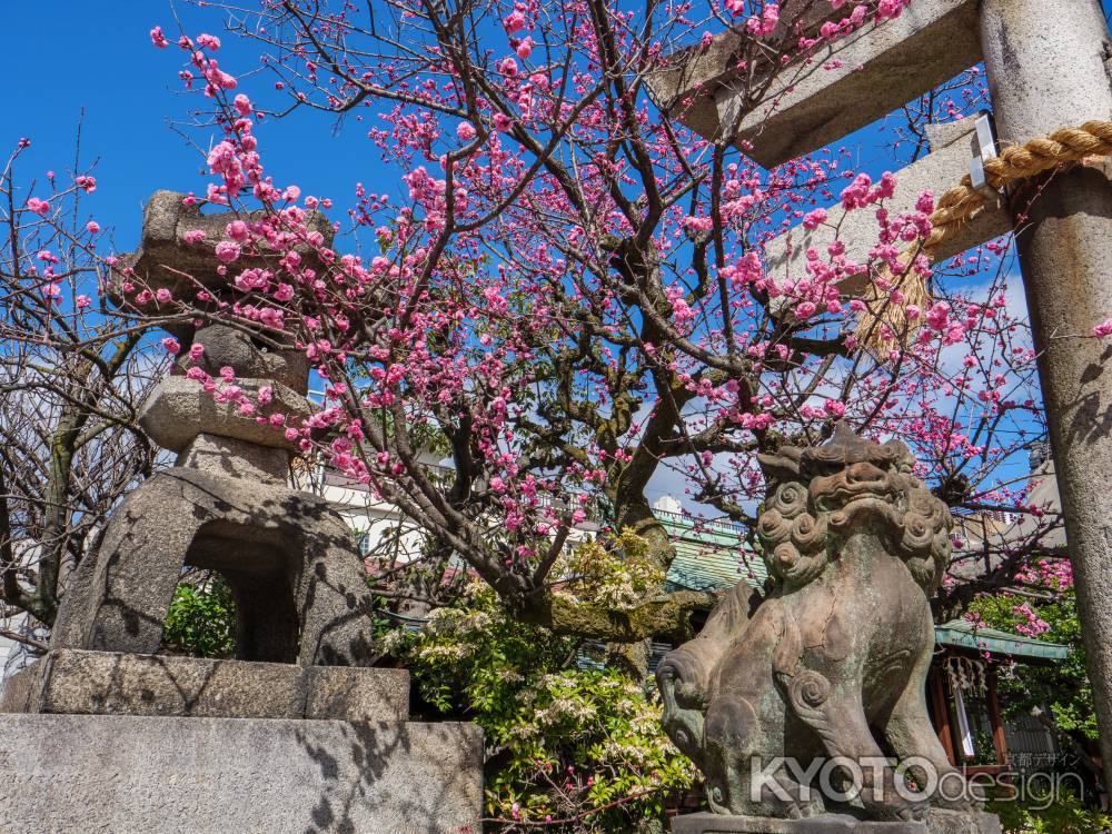 菅大臣神社の飛梅④