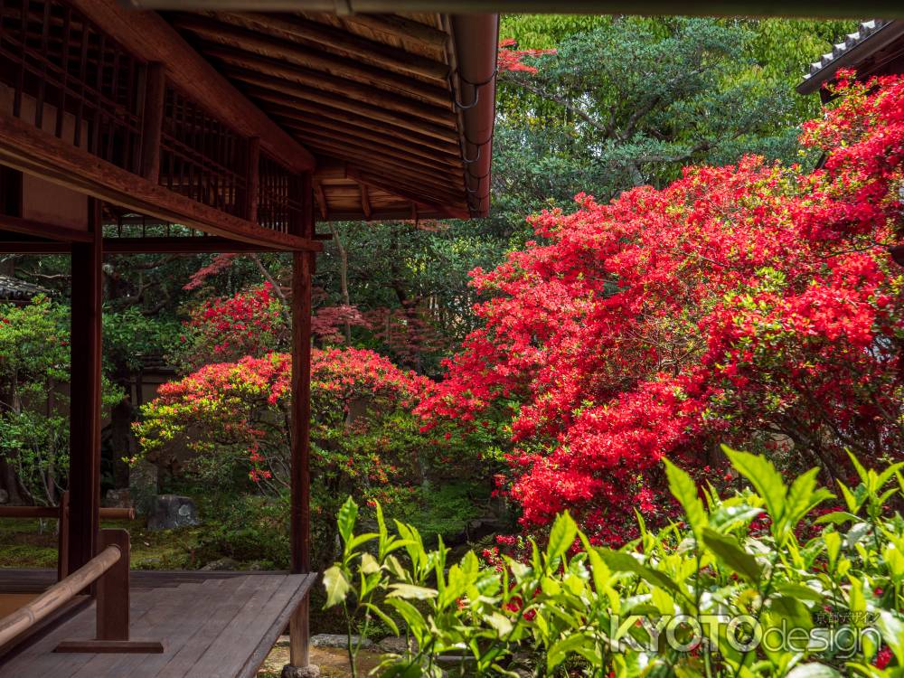 霧島つつじ咲く大雄院⑤
