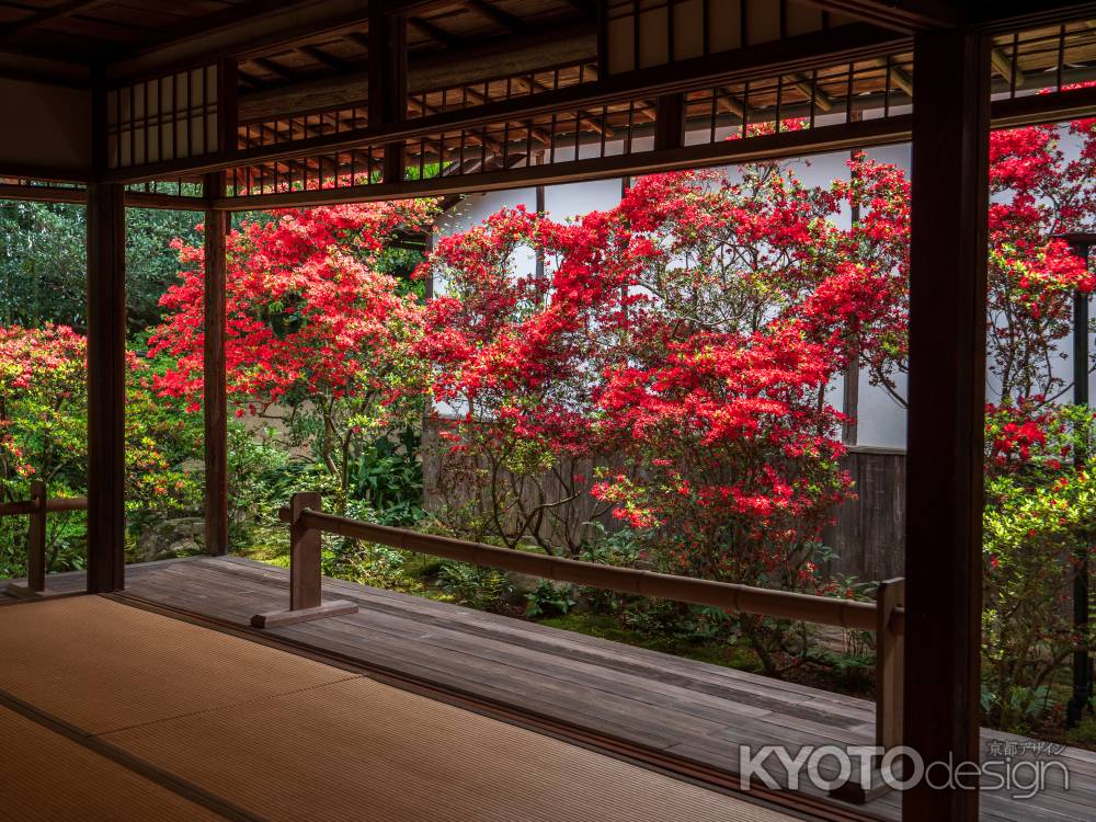 霧島つつじ咲く大雄院③