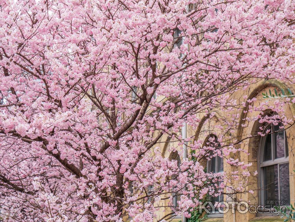 満開の「春めき桜」①