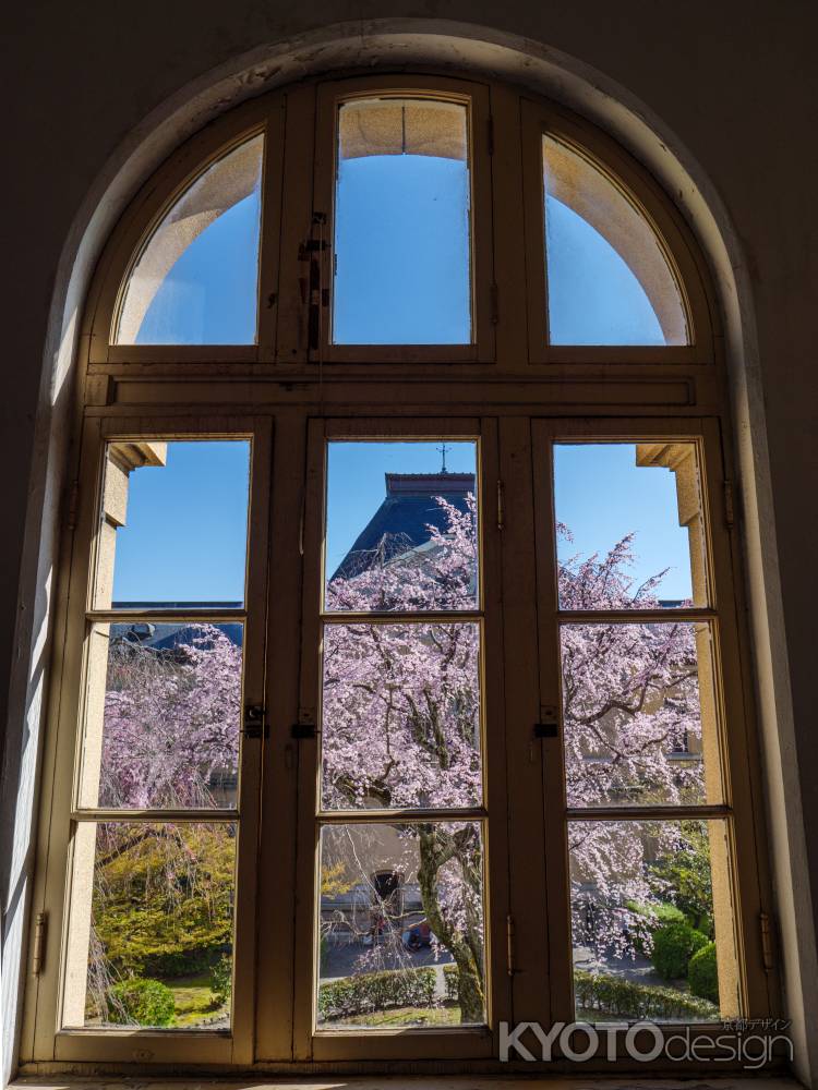 京都府庁旧本館中庭の桜③