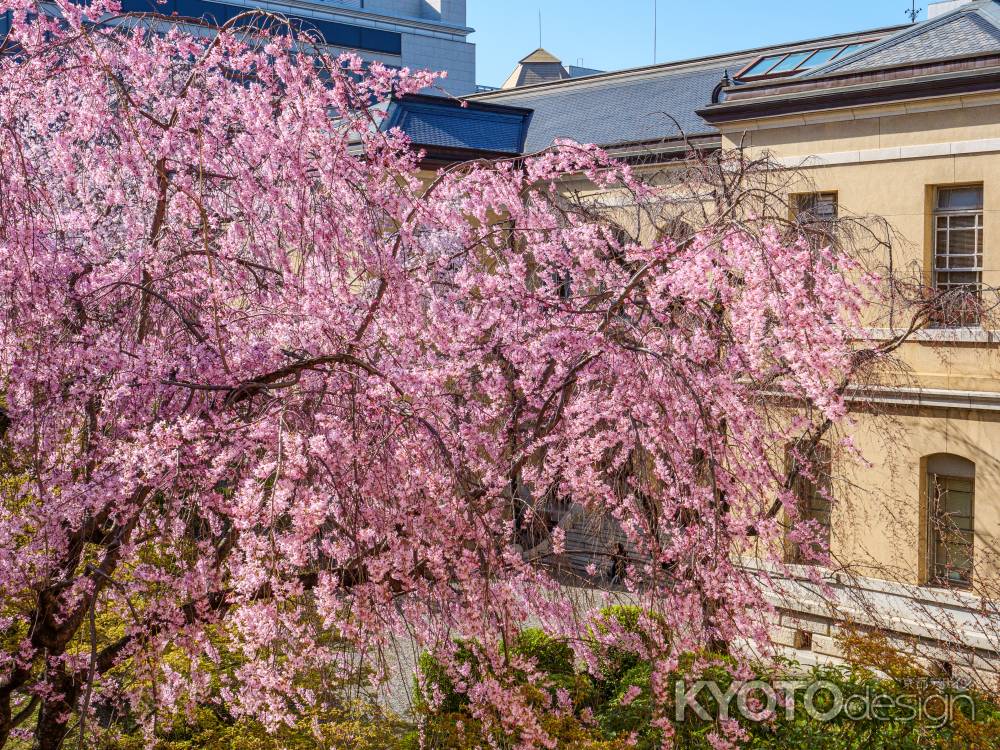 京都府庁旧本館中庭の紅しだれ桜