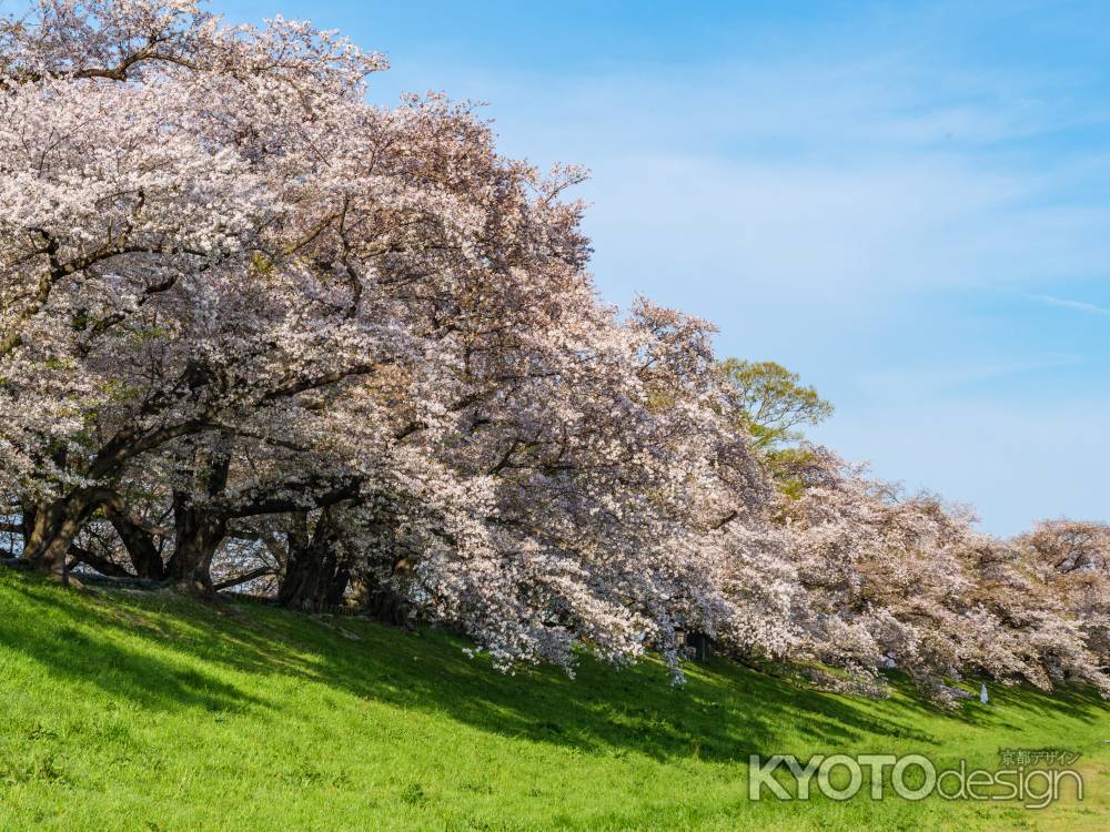 淀川河川公園　背割堤地区の桜④