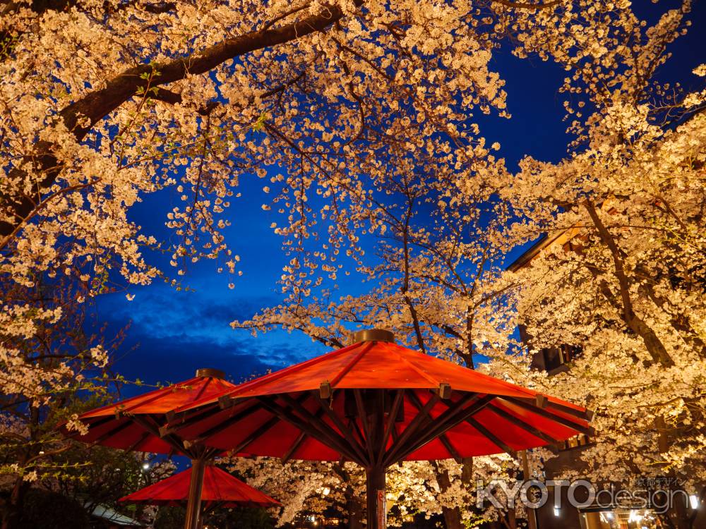 祇園白川の夜桜