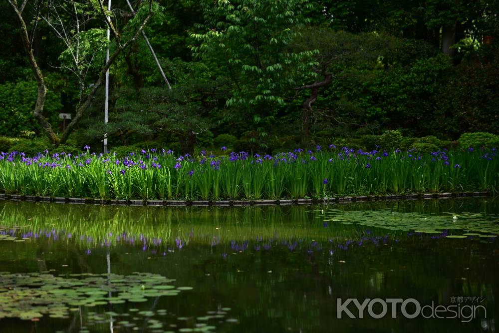 平安神宮神苑の杜若