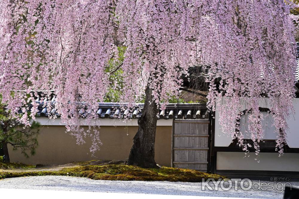 高台寺のしだれ桜