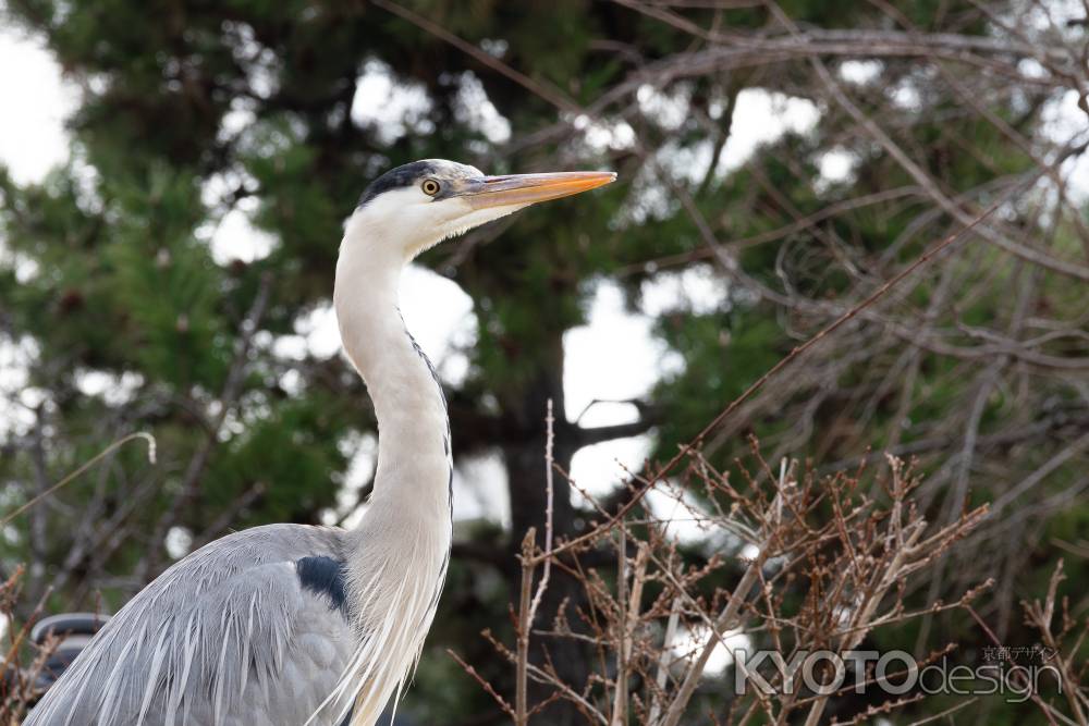 鴨川に生息するアオサギ。冬の風景