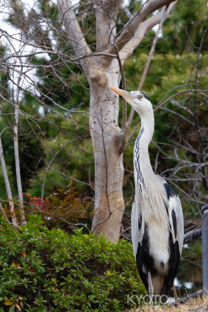首の黒い筋模様が目立つアオサギ。繁殖期で飾り羽が長く伸びている。