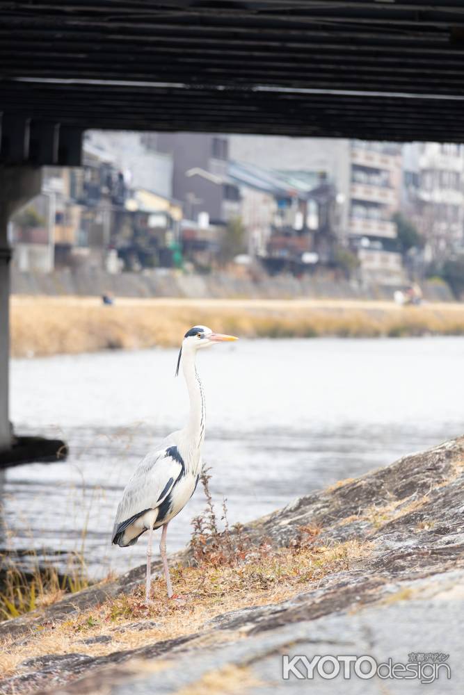 鴨川の土手を歩くアオサギ。冬の風景