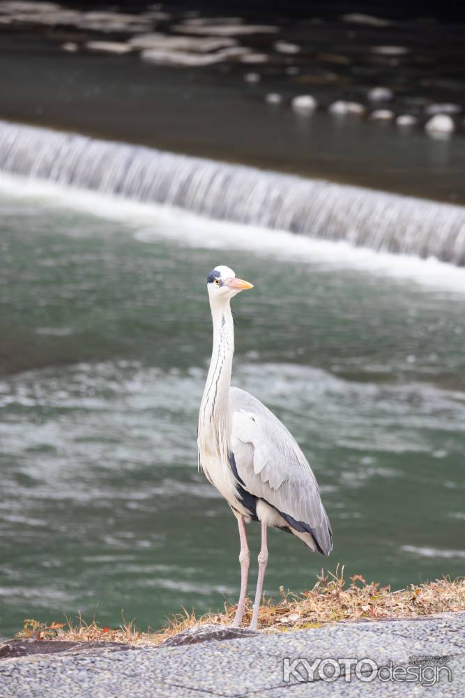 鴨川の土手からこちらを見つめるアオサギ。