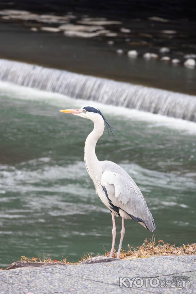 鴨川を見つめるアオサギ。鴨川に生息する野生動物。