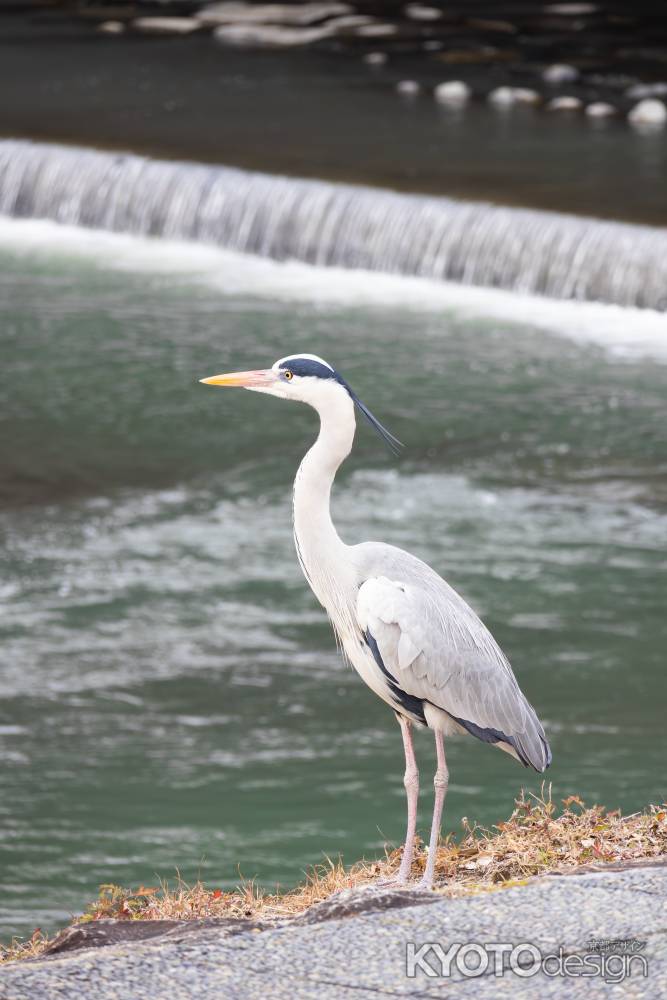 鴨川の土手に佇むアオサギ。鴨川に生息する野生動物。