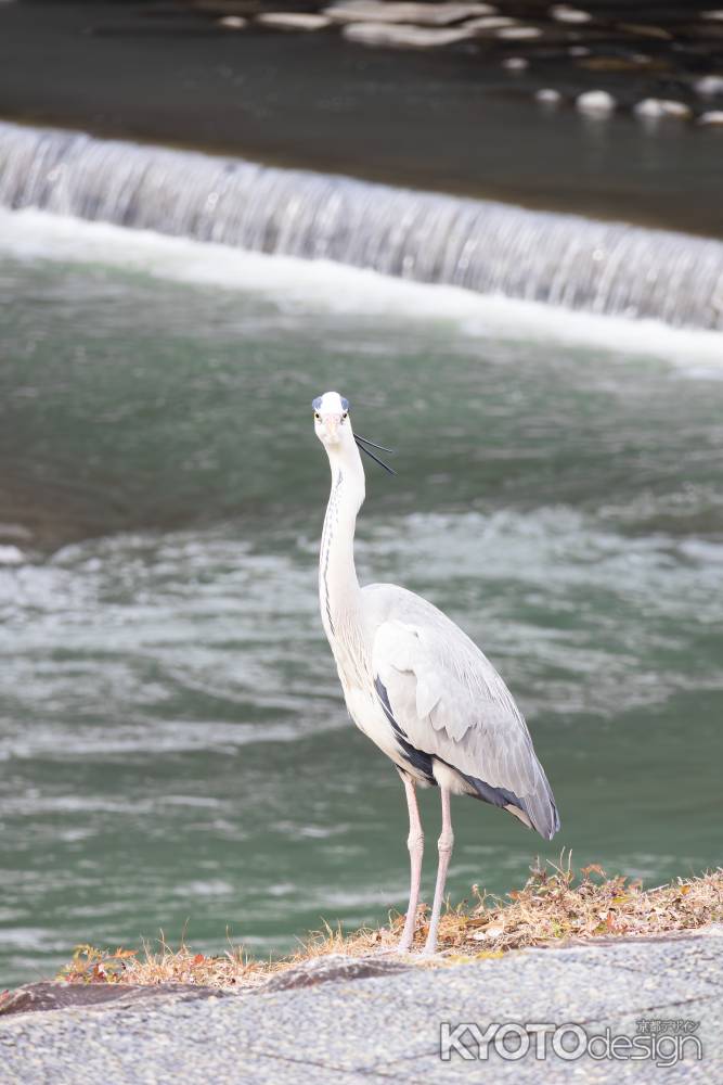 アオサギの正面顔。鴨川の風景。