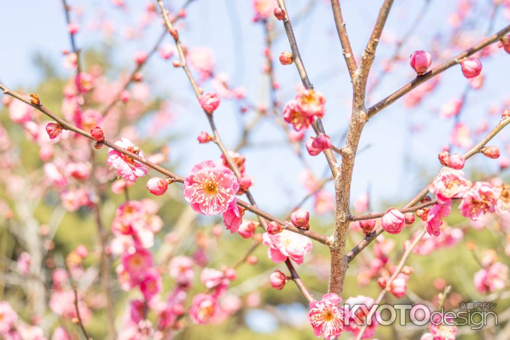 京都御所の梅林。五分咲きの梅