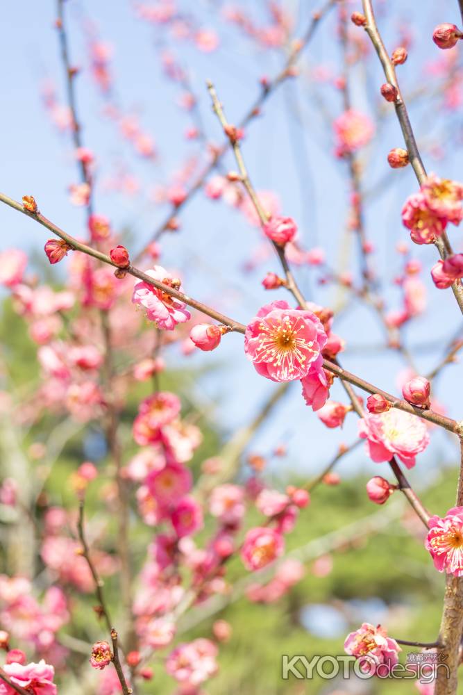 開花し始めた梅の花。京都御所の梅林の風景