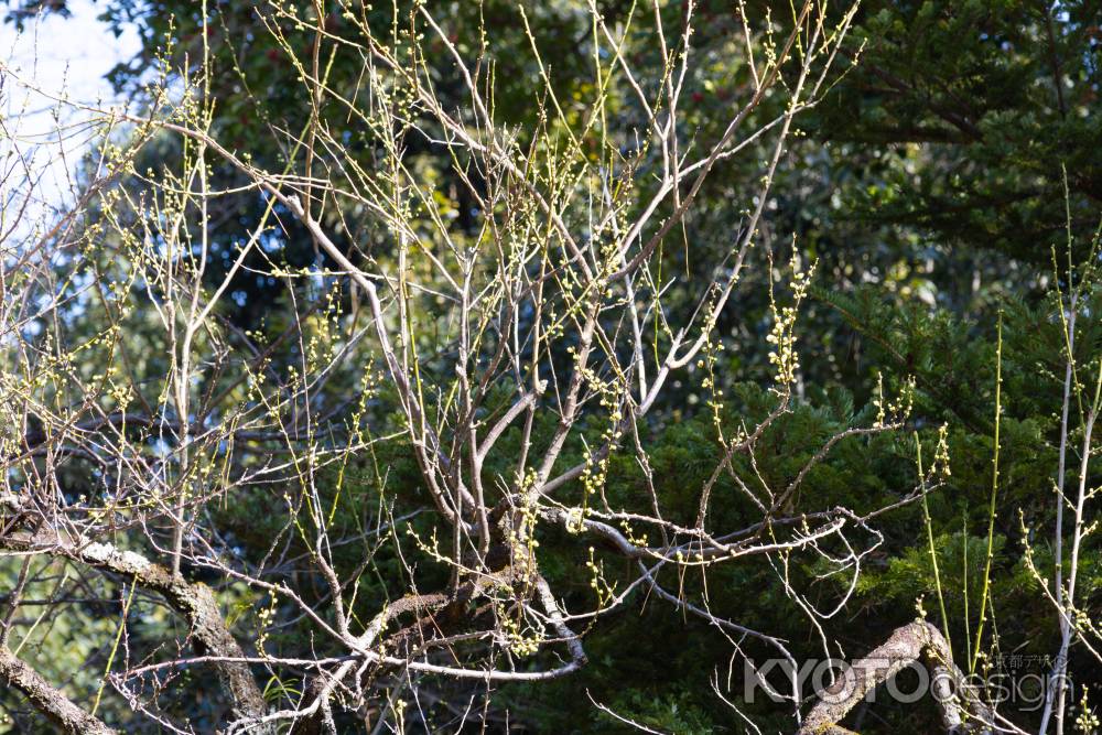 蕾をつけた梅の木。京都御所のウメ