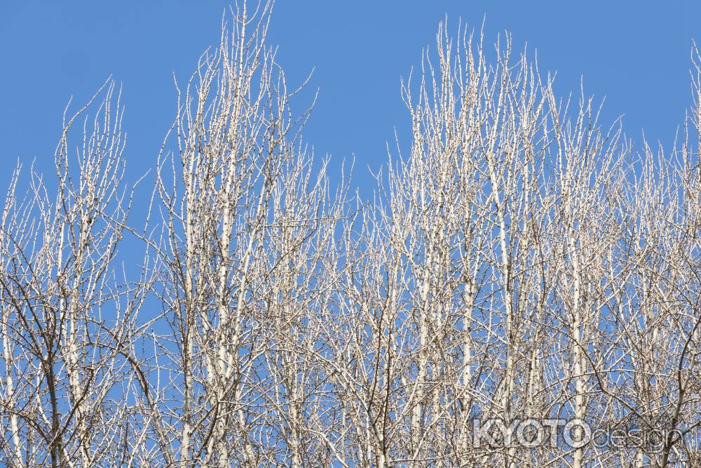 落葉したポプラの木と青空