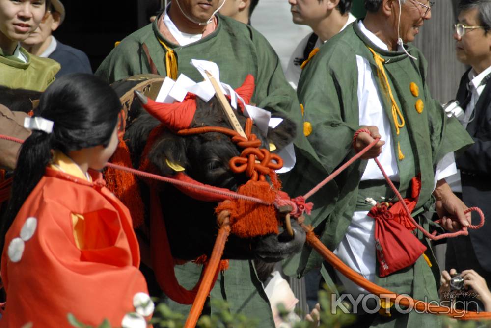 時代祭　牛車の牛
