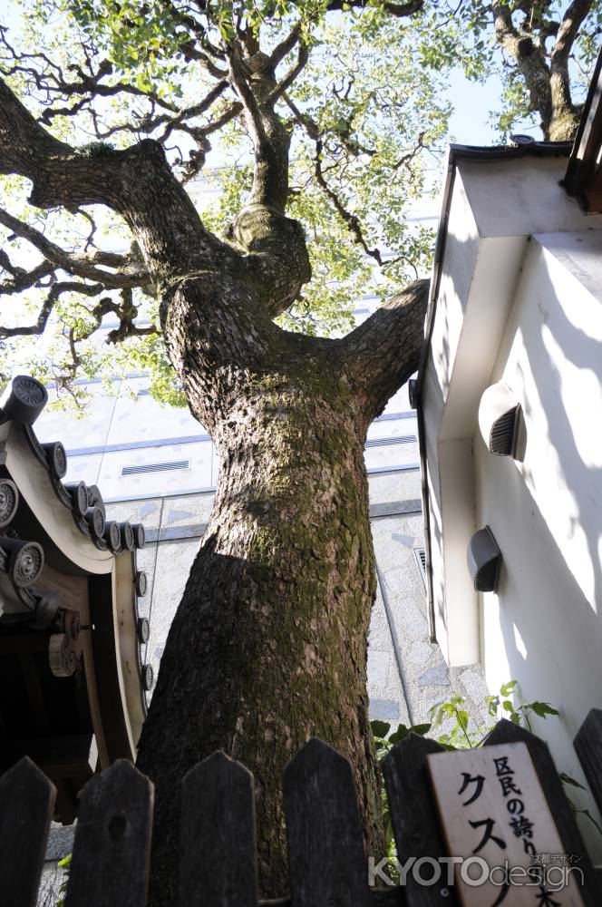 六角堂　クスノキ