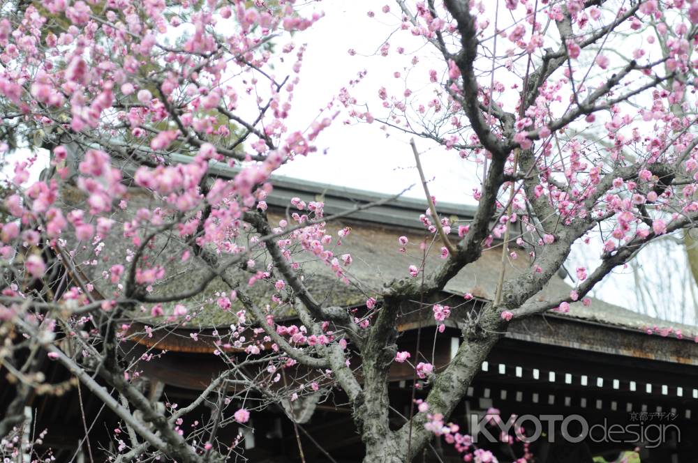 城南宮　社殿と梅3