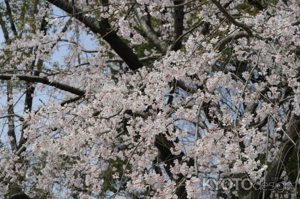 長岡天満宮　グラウンドの桜１